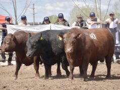 Llega el remate de los 50 toros Angus que superaron la Prueba Pastoril en Buena Esperanza