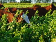 Cultivo de servicio: una herramienta que evoluciona y amplía sus posibilidades