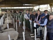La Expo Rural dejó ventas de hasta $2,15 millones en reproductores ovinos y porcinos