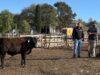 Santa Rita: el trabajo detrás de un feedlot que no se detiene ningún día del año