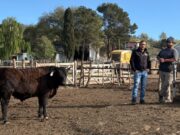 Santa Rita: el trabajo detrás de un feedlot que no se detiene ningún día del año