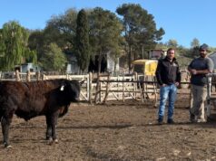 Santa Rita: el trabajo detrás de un feedlot que no se detiene ningún día del año