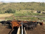 “La sanidad es una inversión”: el trabajo que sostiene la producción en el feedlot Santa Rita