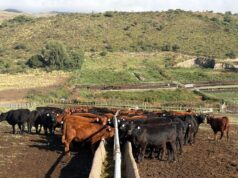 “La sanidad es una inversión”: el trabajo que sostiene la producción en el feedlot Santa Rita