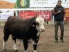 Braford busca ganar terreno en San Luis: “Hay que perderle el miedo al cebú”