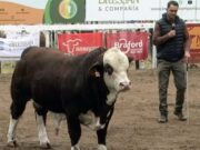 Braford busca ganar terreno en San Luis: “Hay que perderle el miedo al cebú”