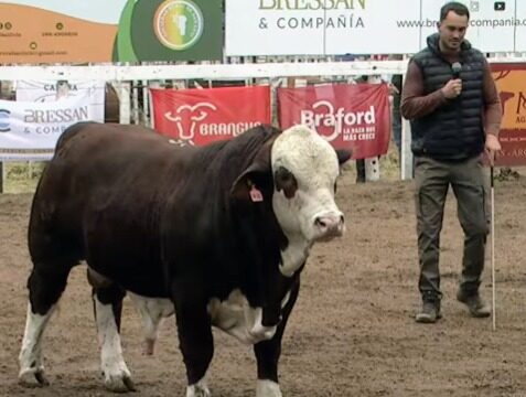 Braford busca ganar terreno en San Luis: “Hay que perderle el miedo al cebú”