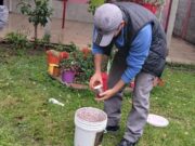 Continúan los operativos para erradicar la mosca de los frutos en Luján