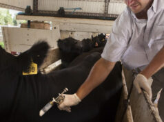 Vacunación antiaftosa: Procedimientos para la libre elección de veterinarios acreditados