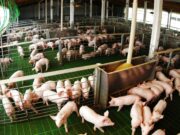 La producción porcina creció 12,4% acumulado en agosto y el consumo alcanza valores récord