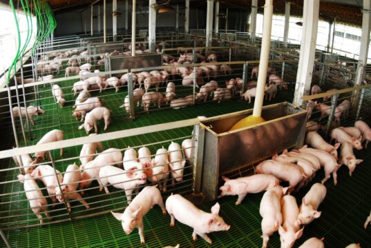 La producción porcina creció 12,4% acumulado en agosto y el consumo alcanza valores récord