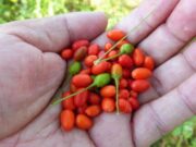 El ají silvestre de San Luis que une picor, ciencia e historia puntana