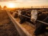 Feedlots: encierres récord y una estacionalidad que pierde fuerza