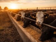 Feedlots: encierres récord y una estacionalidad que pierde fuerza