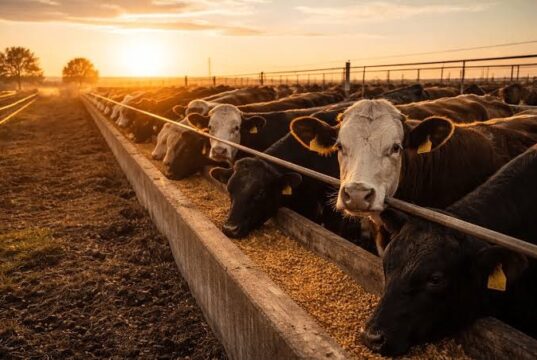 Feedlots: encierres récord y una estacionalidad que pierde fuerza
