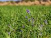 Mejoramiento genético de alfalfa: el INTA presentó innovaciones clave para sistemas productivos