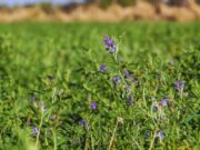 Mejoramiento genético de alfalfa: el INTA presentó innovaciones clave para sistemas productivos