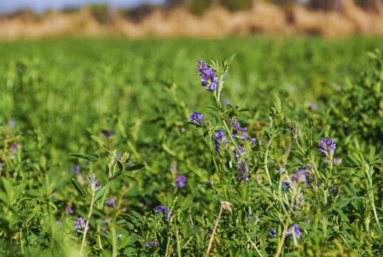 Mejoramiento genético de alfalfa: el INTA presentó innovaciones clave para sistemas productivos