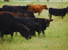 Cómo mejorar la eficiencia y la rentabilidad en rodeos comerciales