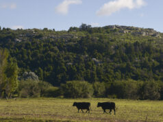 Créditos en Valor Producto: Nuevo cupo de garantías de hasta $10.000 millones para el sector ganadero