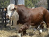 Los remates de genética bovina marcaron un crecimiento interanual del 61% en el precio