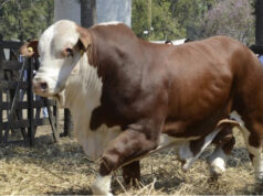 Los remates de genética bovina marcaron un crecimiento interanual del 61% en el precio